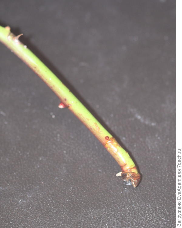 слева виден корешок