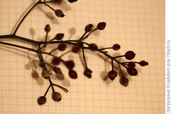 такие его плоды