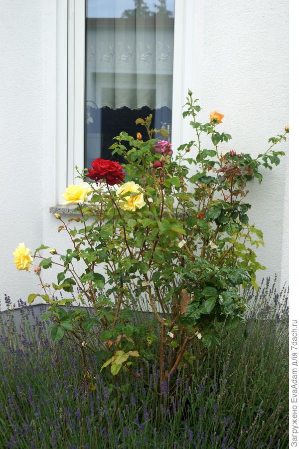 Вот до чего довели меня прививки на розах!))))