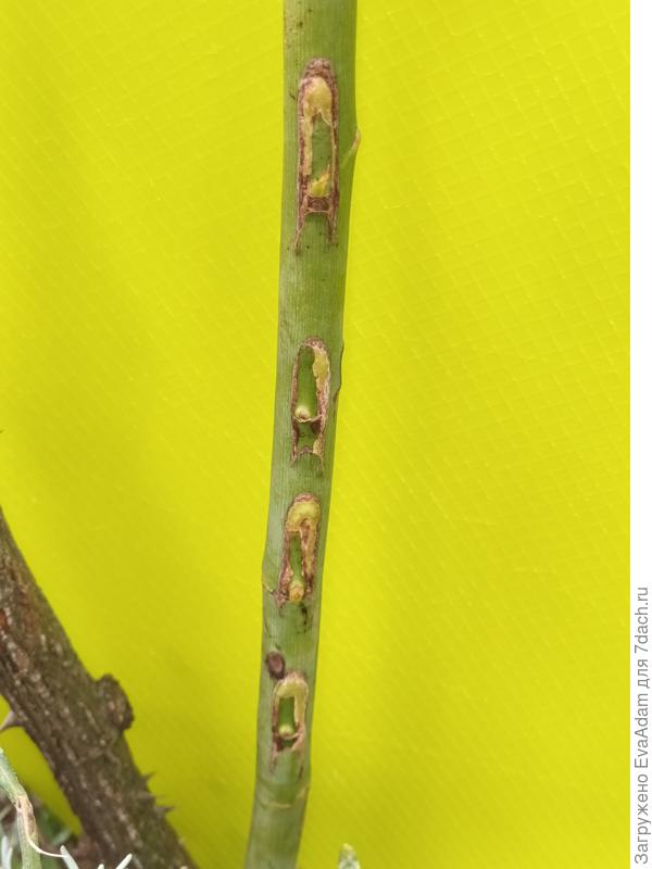 Сегодня сняла обмотку на розе... Вот так выглядят почки, которые были совмещены только с одной стороны.