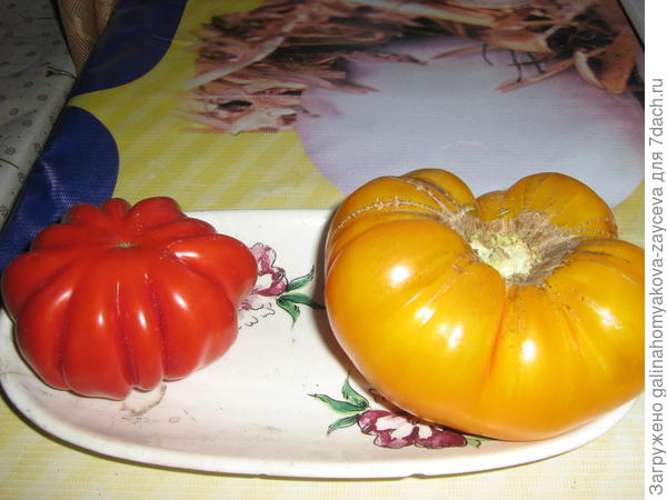 Слева Американский ребристый,справа Казахстан желтооранжевый