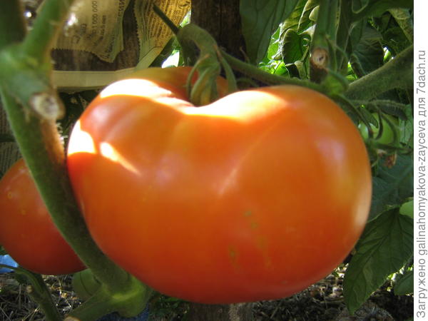 Не знаю как называется