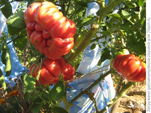 Подарок моей жене