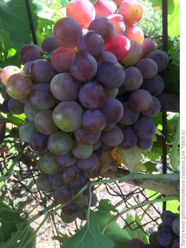 А это уже в спелости