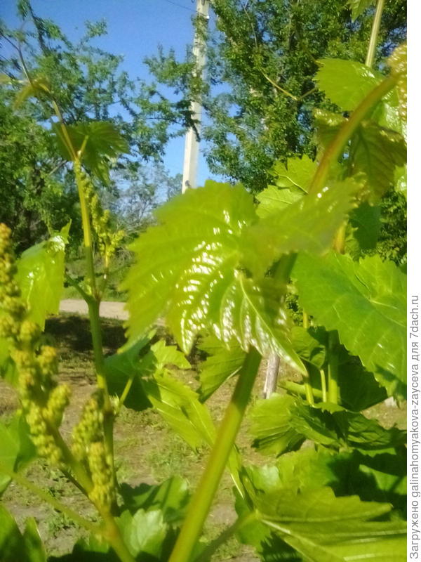 Еще не цветет,но вот такая кисточка