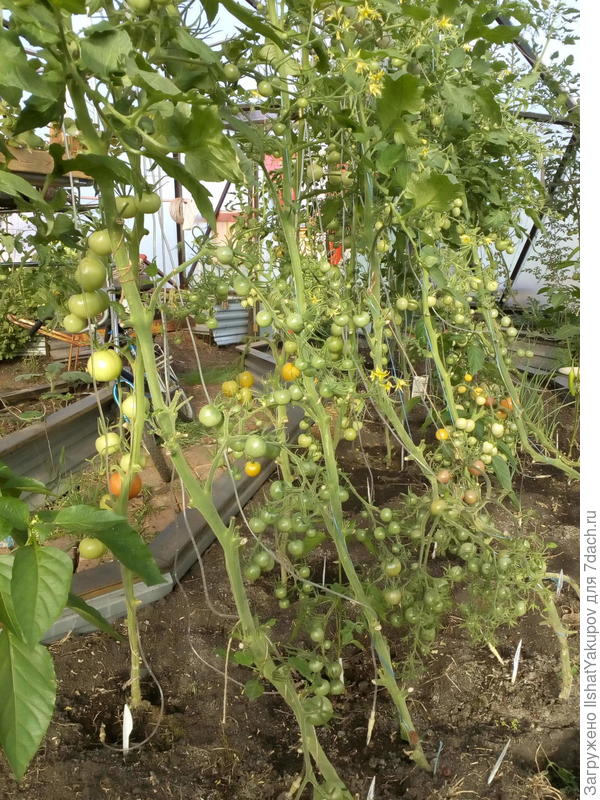 Черри &quot;Черный жемчуг&quot;