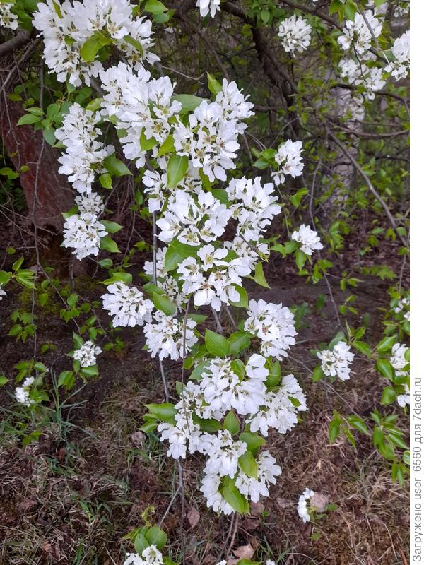 Кустарник цветущий - рододендрон?