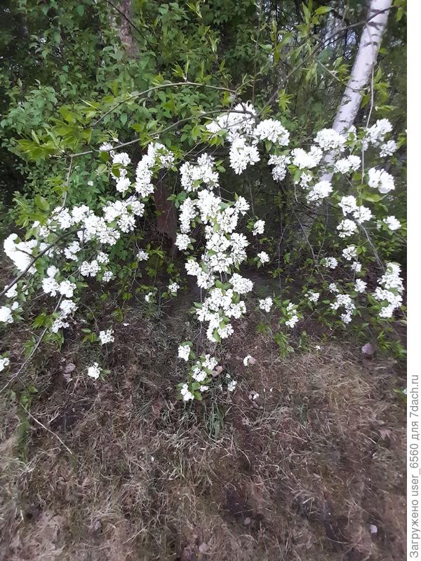 Кустарник цветущий - Рододендрон?