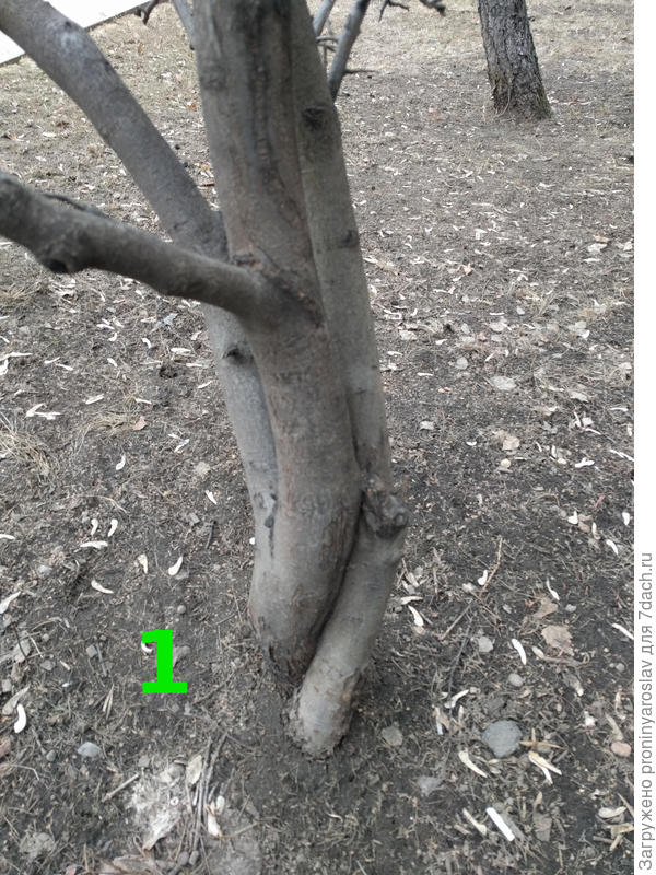 Ствол вблизи