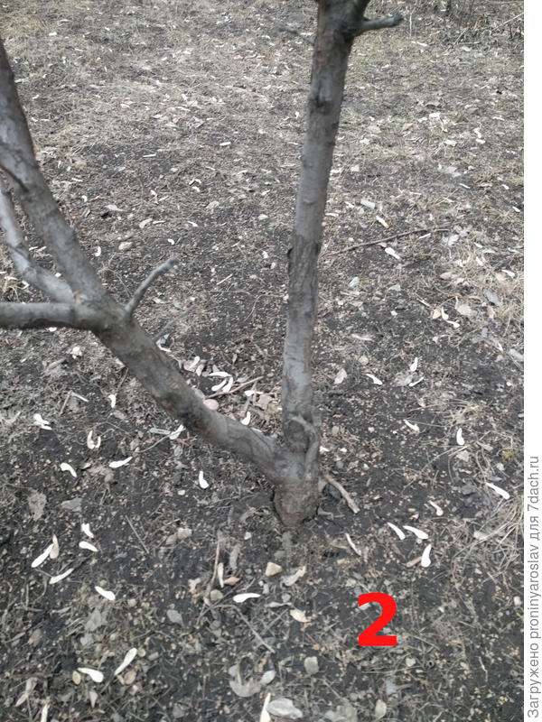 Ствол вблизи