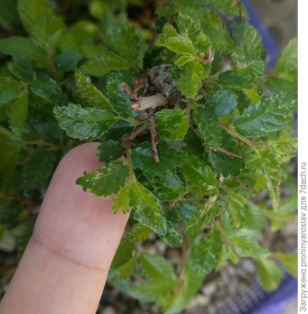 пример листа