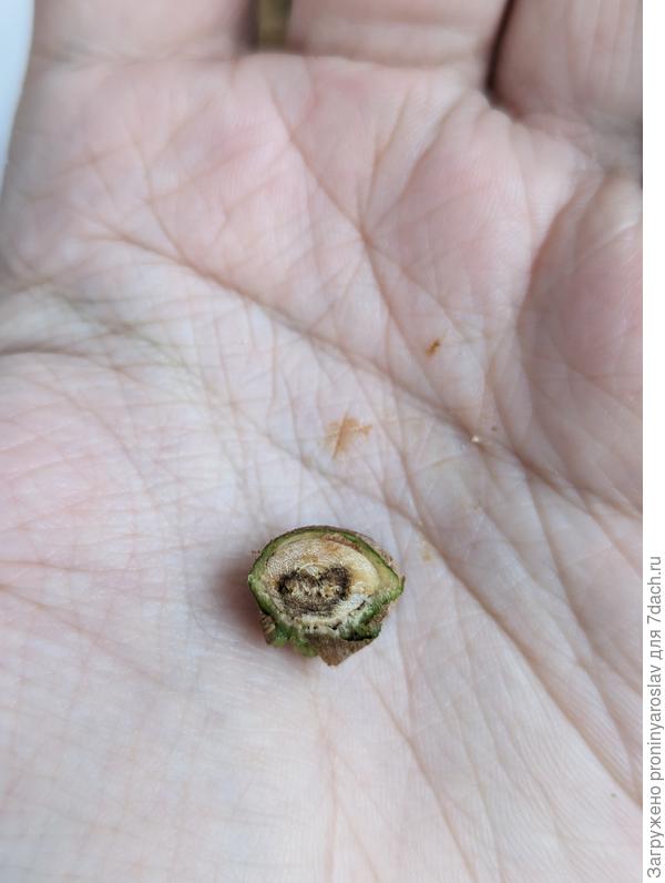 Срезанный пенек