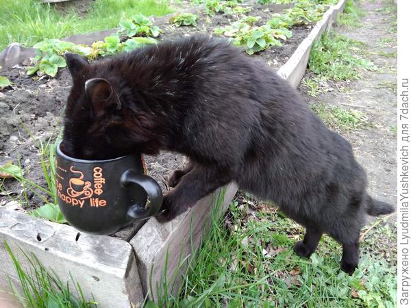 До осенних яблочков ещё далеко. а пока можно и водицы с устатка с кружки хозяина попить.