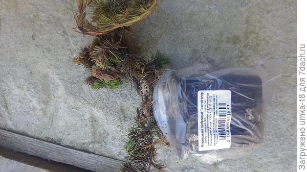 гнилой можжевельник