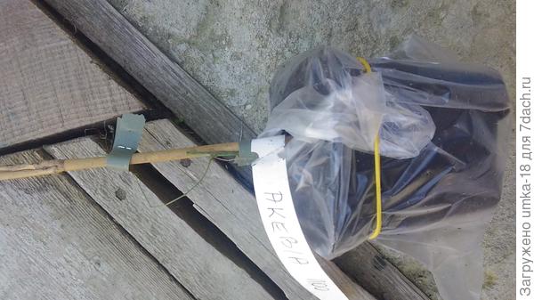 акебия без признаков жизни