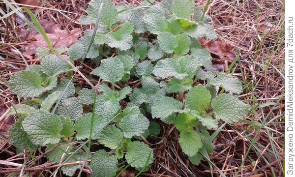 Та же самая травка что и выше только чуть с другим ракурсом.