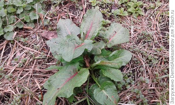 На вкус показалась вполне съдобной и даже очень даже.