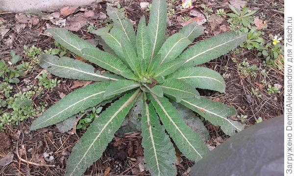 Этот скорее всего не съедобный и как максимум может лекарственный какой-то дикорос. Горчит хорошо. Но просто интересно что это за зверь.