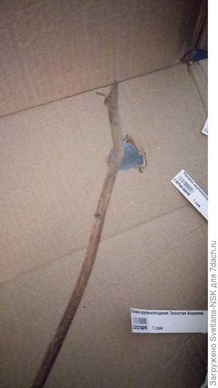 Бирки отдельно, саженцы отдельно.