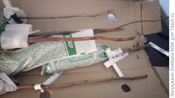Саженцы ничем не уплотнены и болтаются по коробке