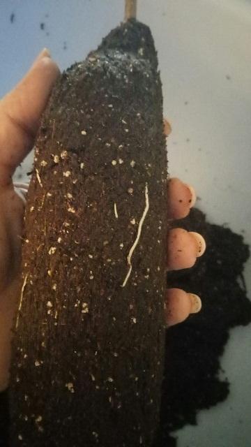 Но под упаковкой сквозь субстрат проросли молодые всасывающие корешки