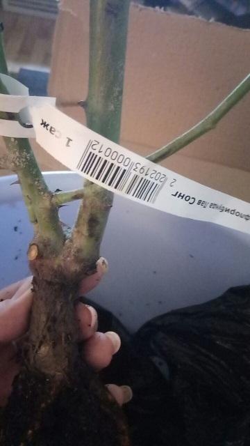 Прививка. На этот раз вполне нормальная.