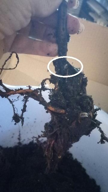 Крупных ростков на ней нет, но проклюнувшаяся почка в основании внушает доверие.