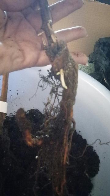 Второй саженец. Так же от основания пошли новые побеги.