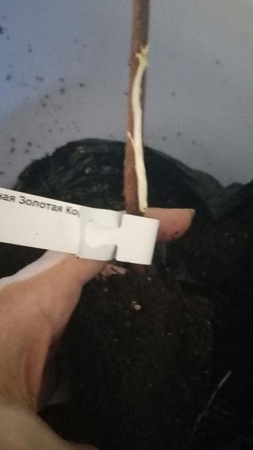 Под упаковкой обнаружен новый живой росток.