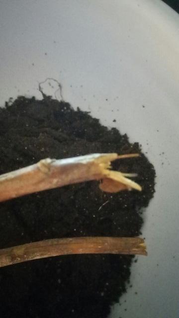 На фото видно, что макушки у саженцев были не обрезаны, а отломаны. Где и кто их отломал - тайна за семью печатями.