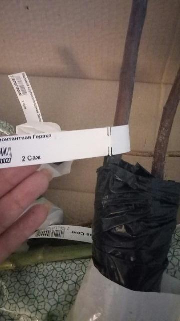 Малина Геракл. Два саженца в одной упаковке. Мне кажется, что это не очень удобно, т.к. бирка одна. А претензии нужно предъявлять с оригинальной биркой. Но в данном случае, один саженец предназначается соседке. И после первого получения пришлось бирку перецеплять.