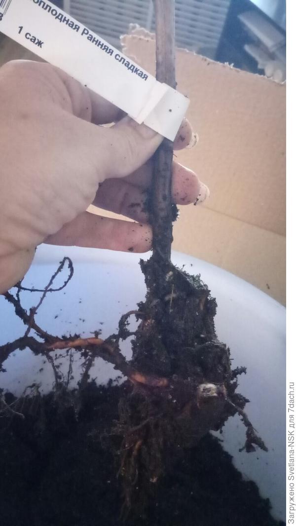 Корень в этот раз довольно приличный