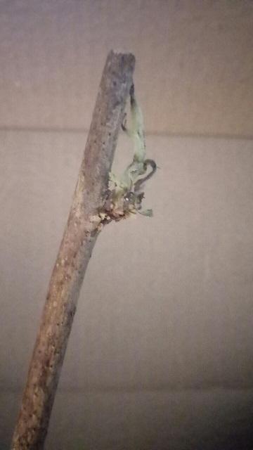 На макушке побега был когда-то живой росток, который &quot;благополучно&quot; усох. Пока живых почек больше не наблюдаю. Но подождем, авось что-то проснется.