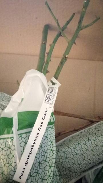 Роза Лав сонг в упаковке. В отличие от первой розочки, стеблей несколько.