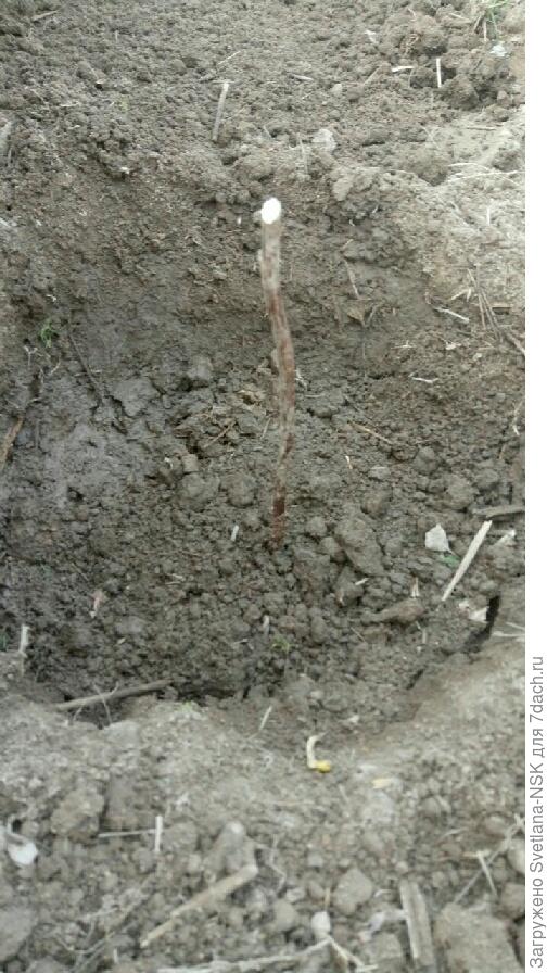 малина Неизвестная, у которой не было бирки. Вторая &quot;неизвестная&quot; была сломана и корень был сгнивший.