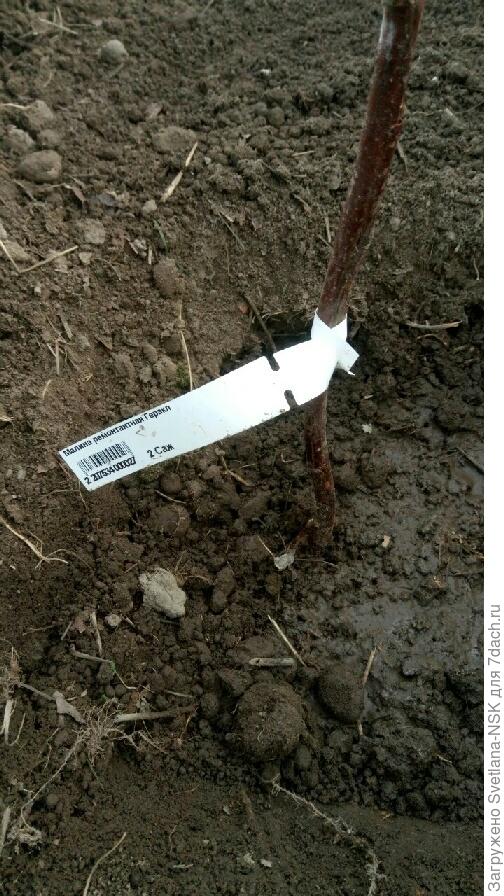 Малина Геракл