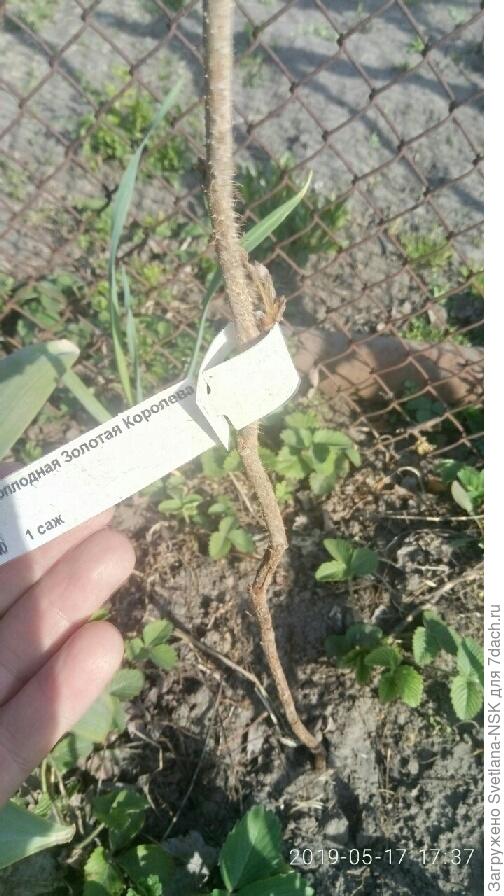 Золотая королева-1