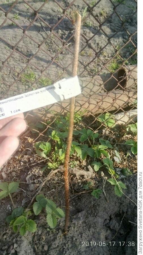 Золотая королева-2