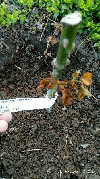 Эбб тайд. засохший побег