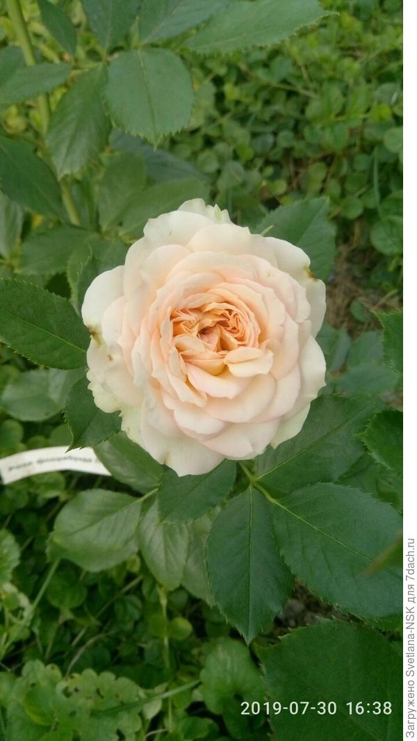 Вот она во всей своей красе, размер цветочка примерно 5-см