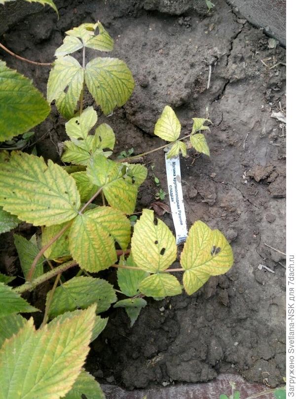 Нижние листья начали желтеть и ржаветь