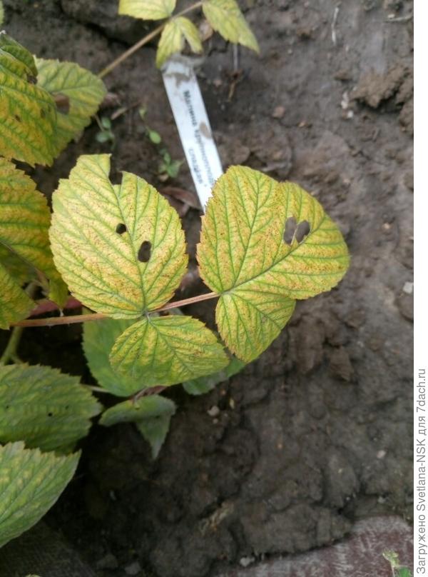 А тут хорошо видно бирку с сортом