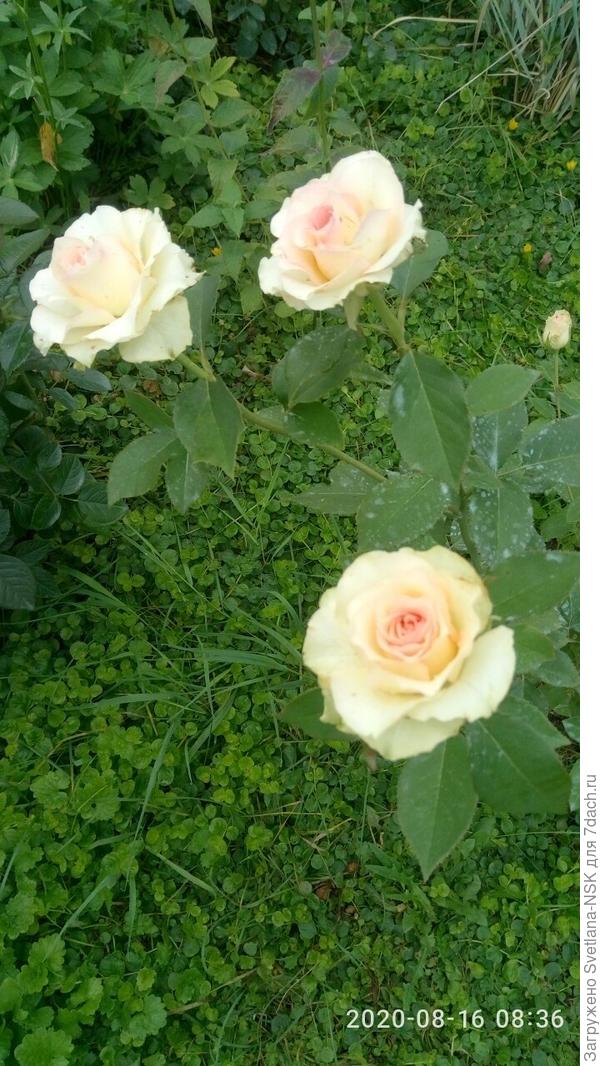 Пока зацвели три цветочка. Но она вся в бутонах стоит.