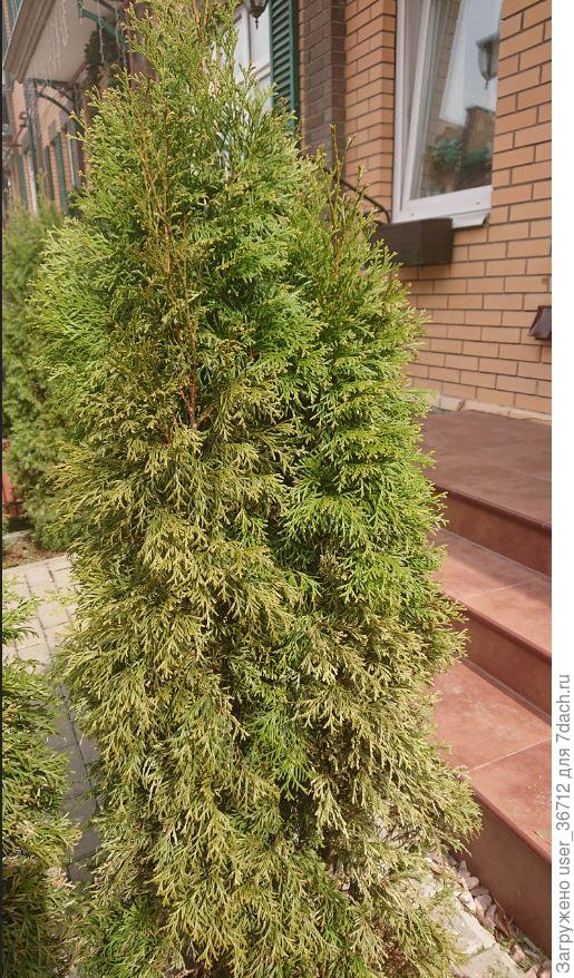 частично завядшие ветки 3