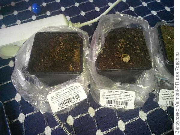 Трупики земклуники купчихи