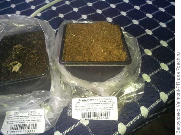 Трупик зеклуники барыня