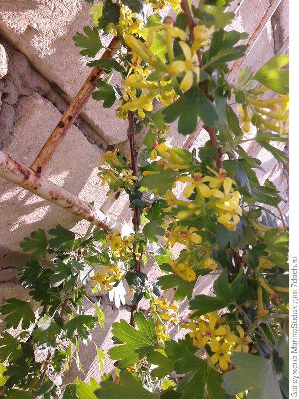 У нашей смородины и лист, и цветок другой