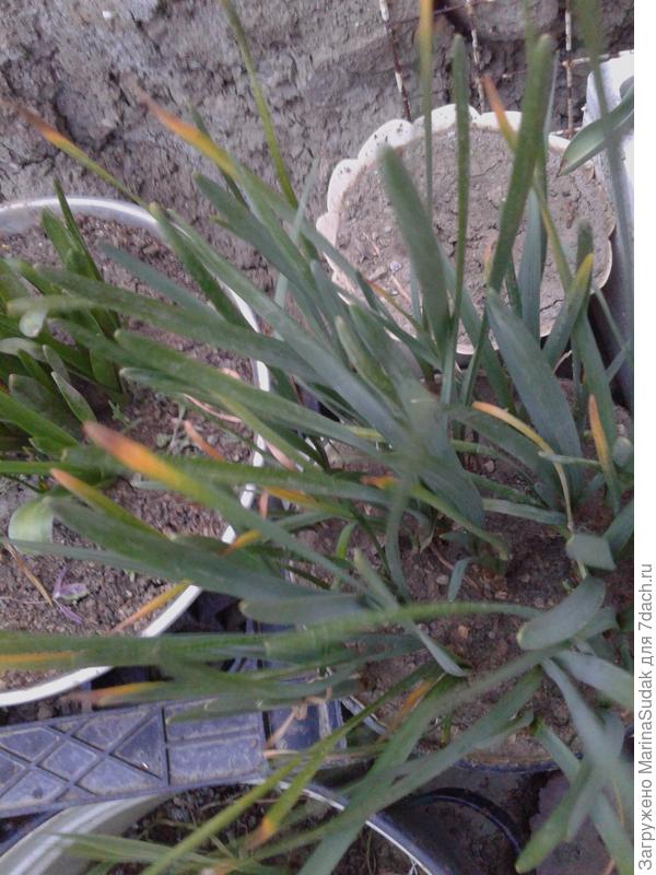 Пожелтели листья нарциссов