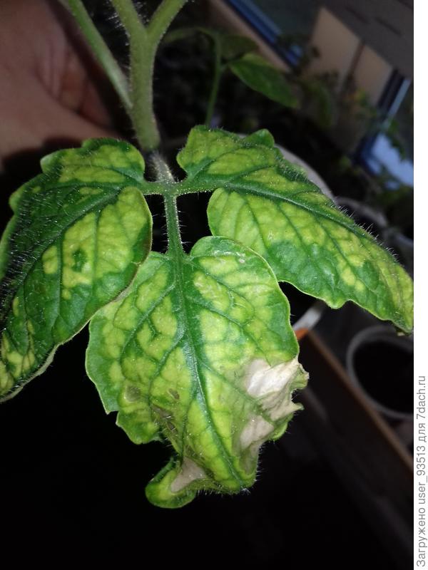 Боюсь что это не солнечные ожогов.  Сама все перепробовал и землю поменяла. А результат тот же.