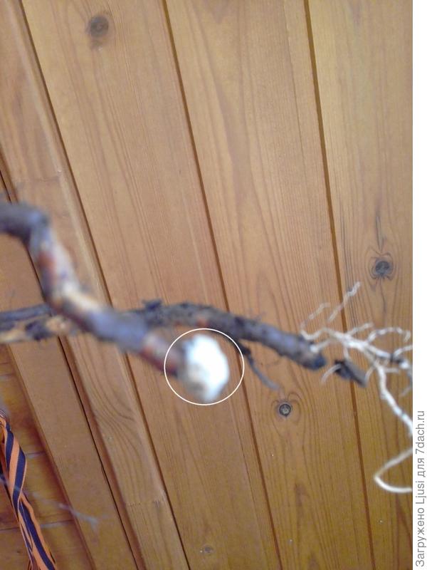 дабл делайт